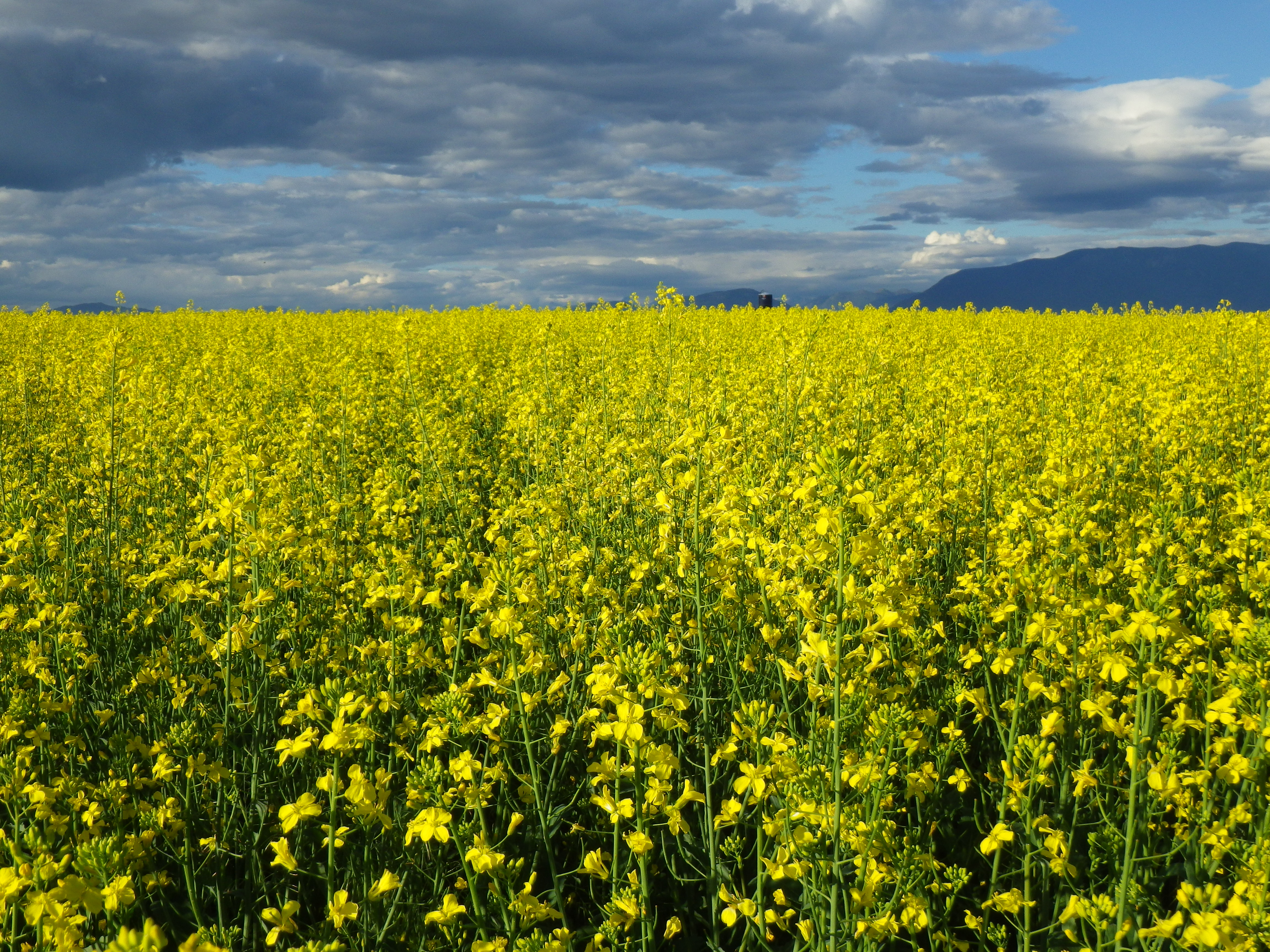 معرفی و راهنمای پرورش سبزی جات غیر برگی - شلغم